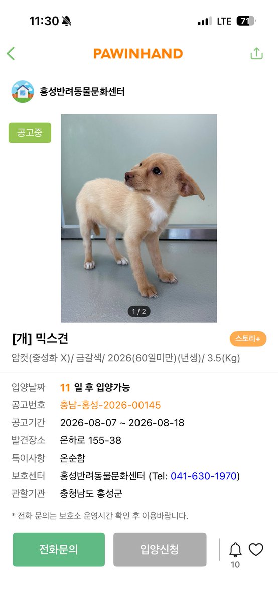 findmypaw's tweet photo. 보호소에서 태어난 아이들 얼른 입양해주세요
어린아이들은 보호소에서 살아남기 힘듭니다

신중한 입양 문의 부탁합니다.
홍성보호소 041-630-1970 https://t.co/jcwb0MYwc3