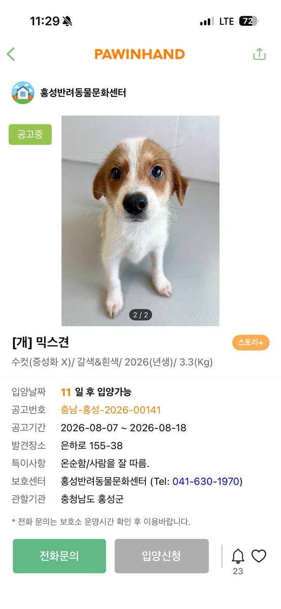 findmypaw's tweet photo. 보호소에서 태어난 아이들 얼른 입양해주세요
어린아이들은 보호소에서 살아남기 힘듭니다

신중한 입양 문의 부탁합니다.
홍성보호소 041-630-1970 https://t.co/jcwb0MYwc3