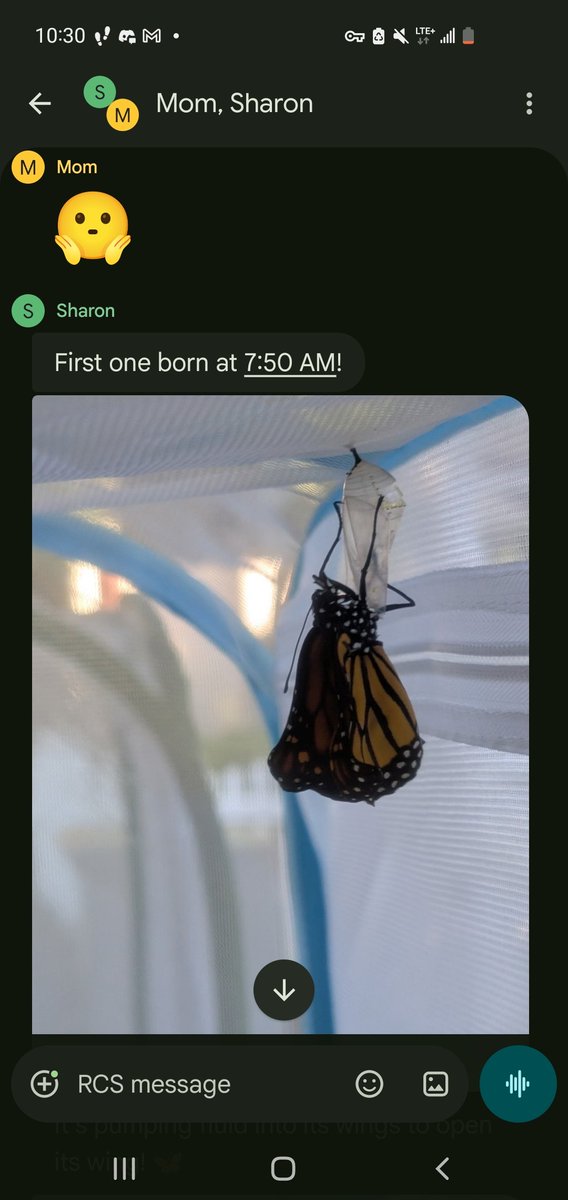 cyber_skosh's tweet photo. my mom wants us to have babies meanwhile my 34 year old homeowning sister is live tweeting monarch butterfly eclosions in the family group chat. i am a proud auntie this morning https://t.co/nDr6Ay02kC