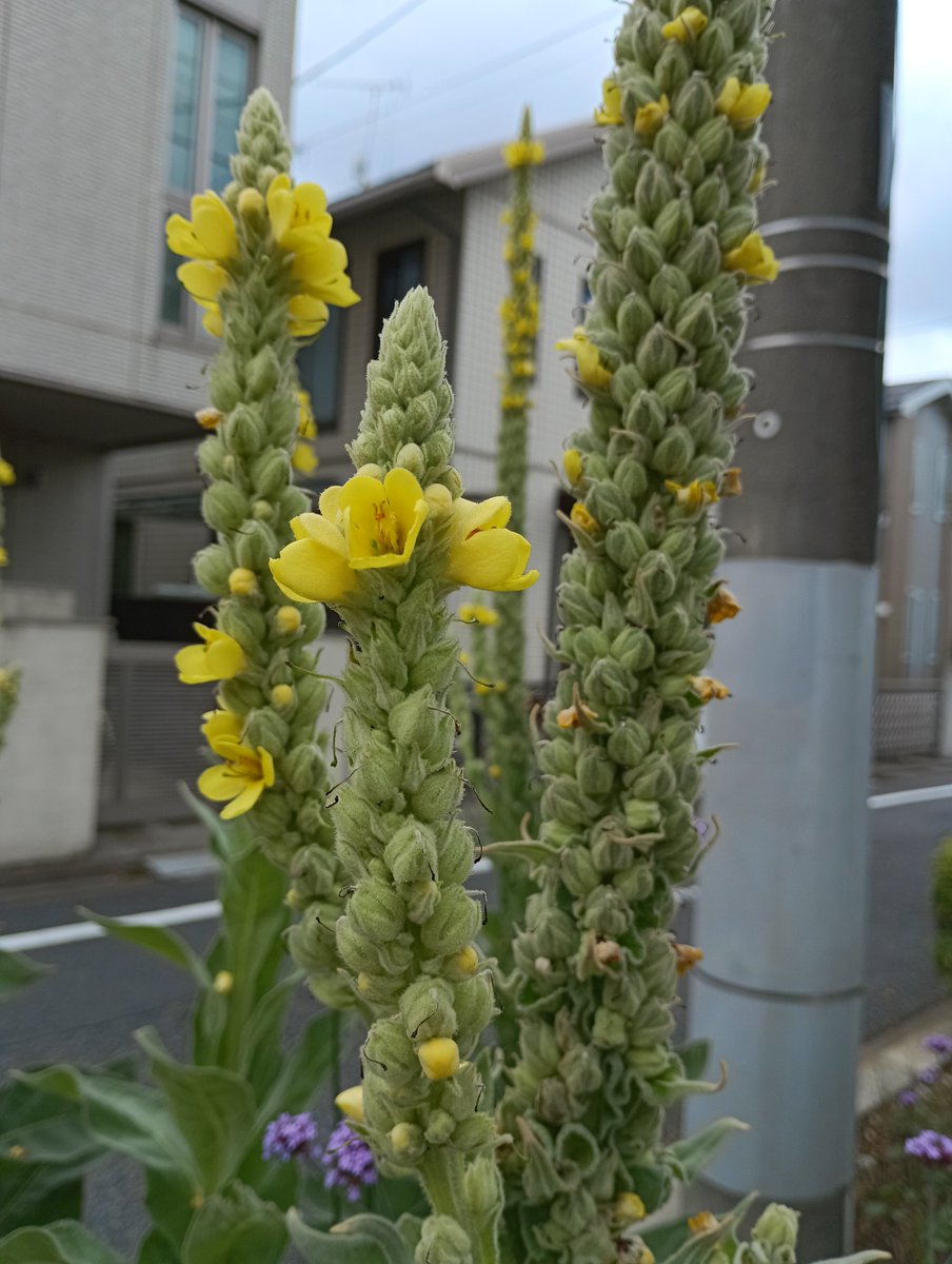 twi777pt's tweet photo. 少し前に見つけた気になる植物👀✨
高さが3メートル近くある？！😳
ビロードモウズイカっていう名前らしいです。 https://t.co/J2yigtyC3H