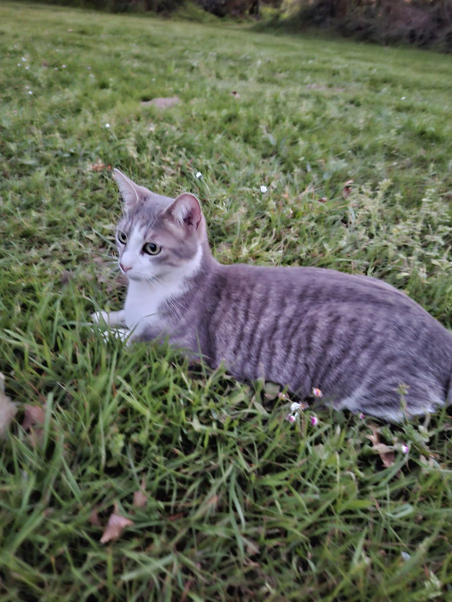 caro2210's tweet photo. @CerfiaFR Tigri 4 ans mon bb 🥰 https://t.co/EpoijnoUaA