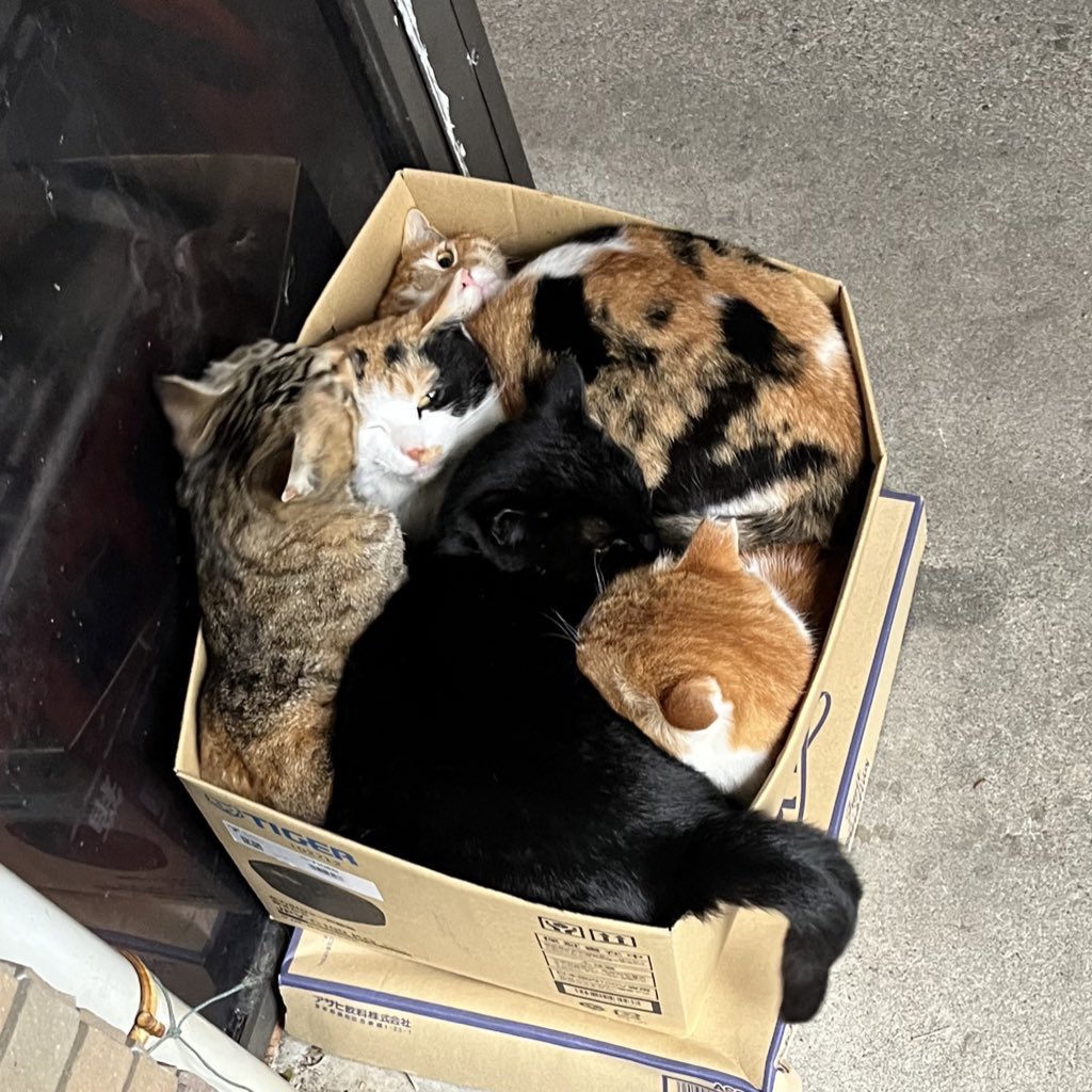 r23_io_'s tweet photo. @aimyonGtter 猫かき集め😻
最後の音ありで聞いて欲しい😭赤ちゃんにゃんこの鳴き声でしか得られない栄養あるから😭😭😭😭😭 https://t.co/190XlWWyfR
