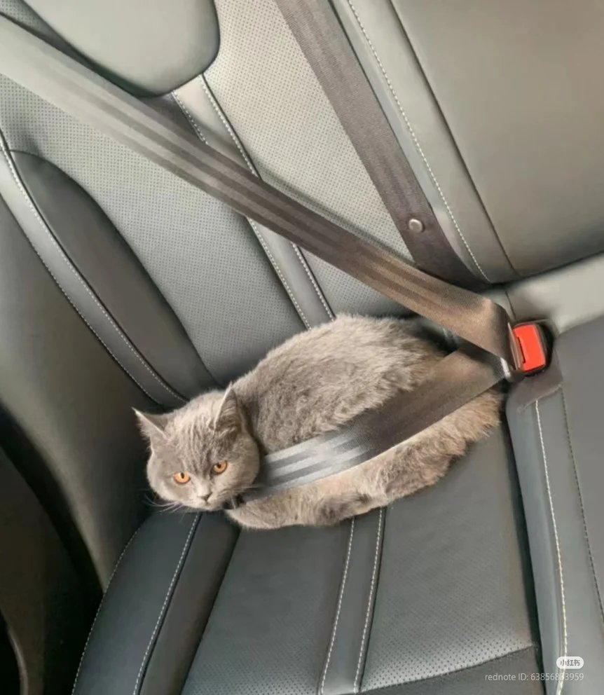 nocontextscats's tweet photo. loaf is secured https://t.co/TmtslxsSMA