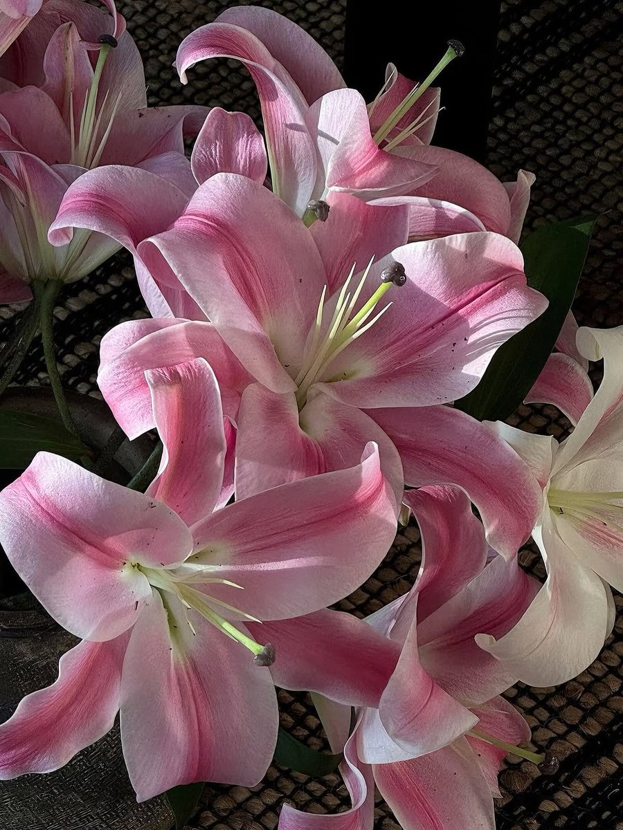 bloomifyyy's tweet photo. https://t.co/E1wMt3IWKX