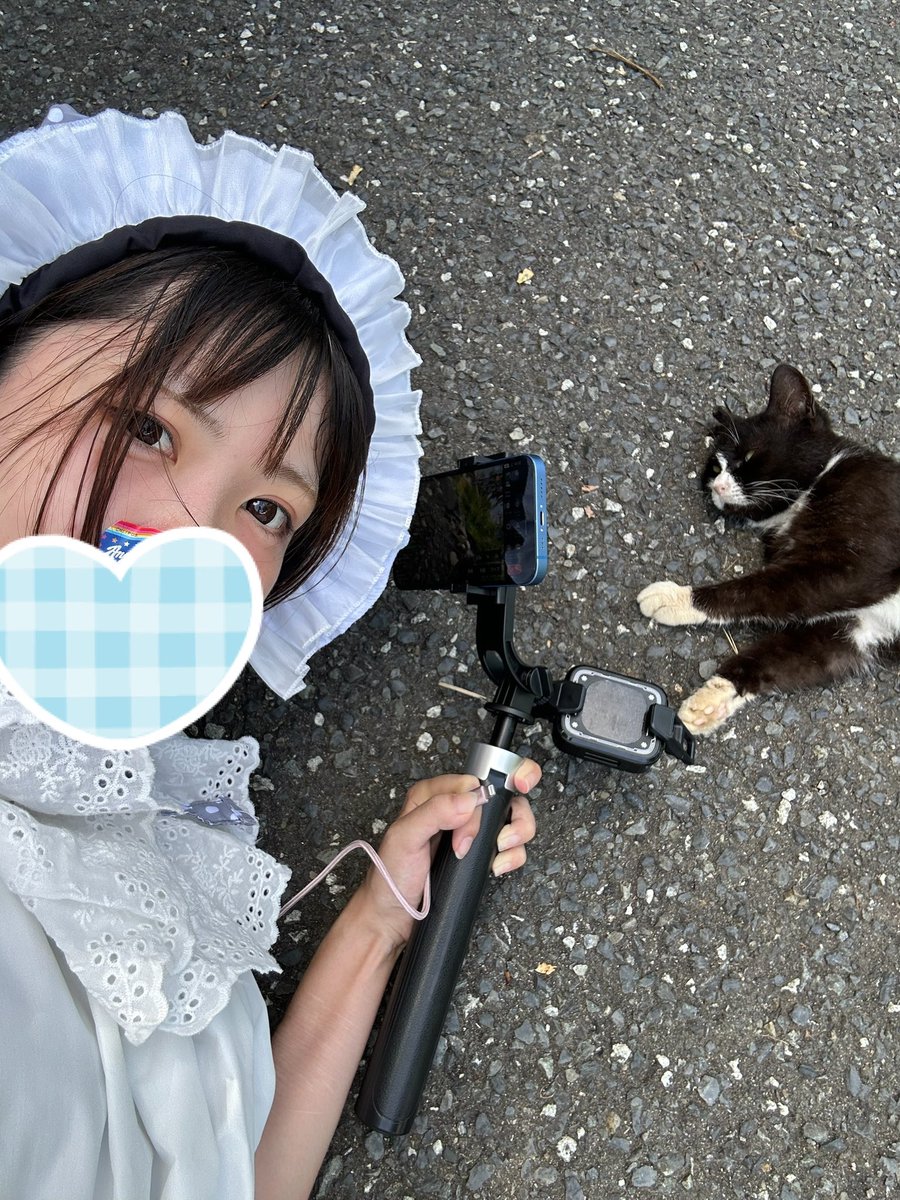 nyan56see's tweet photo. ねこじま🐈癒された🏝️ https://t.co/UjHlzcTEJG