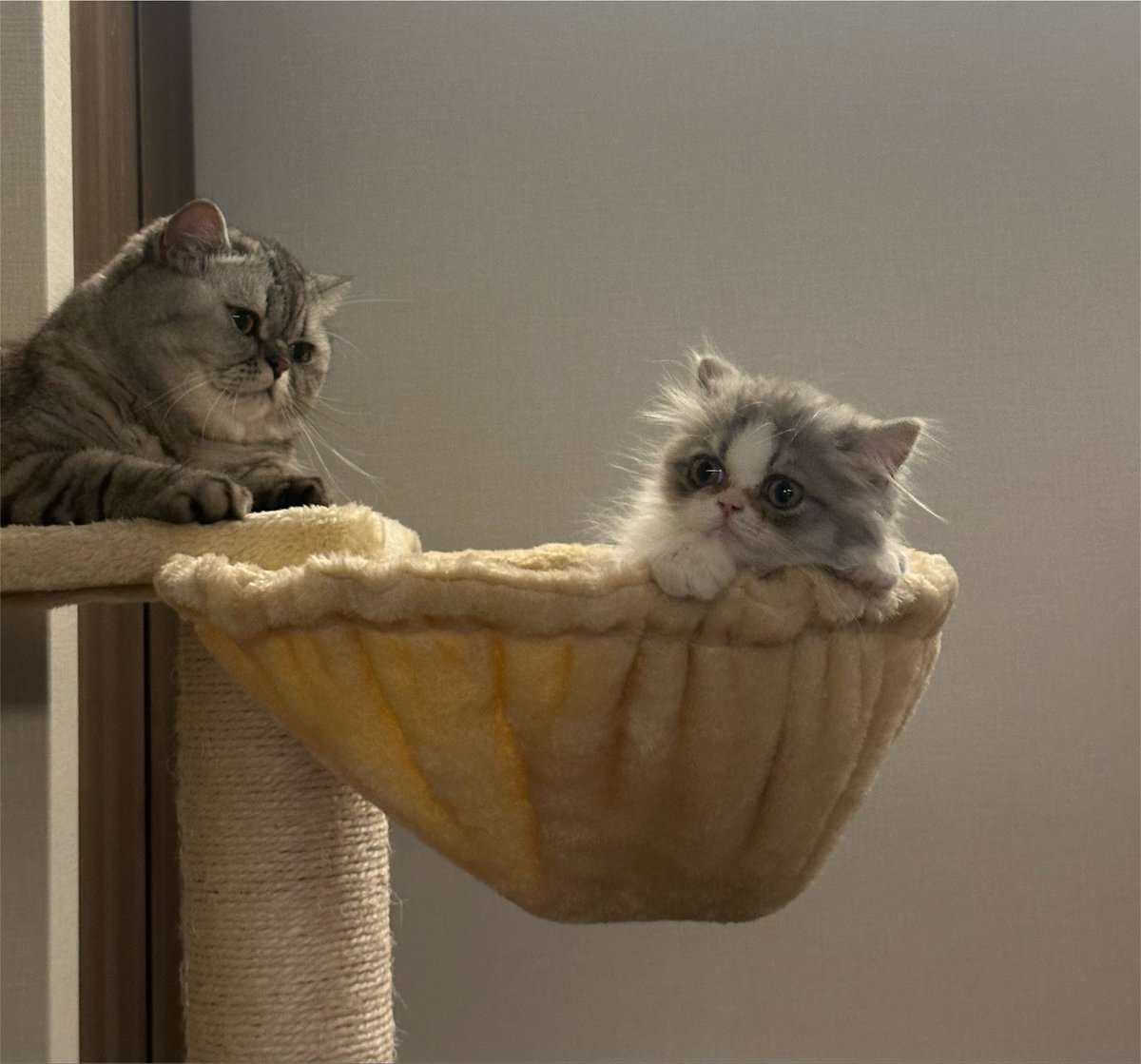 chacooofuuuta's tweet photo. 世界中の猫様たちが幸せに暮らせますように、、ฅ^- ·̫ -^

#猫のいる暮らし  #猫好きさんと繋がりたい  #ミヌエット  #ちゃこふうた  #世界猫の日 https://t.co/rdiVbm6N1N