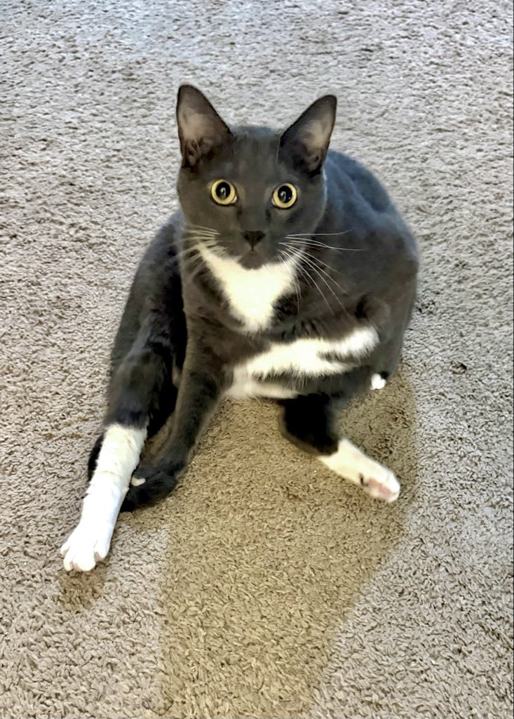 BarneyBigBoypic's tweet photo. Barney stands by his $SPY pick, which was up 0.61% by EOD ⬆️ 

Not bad for an ETF, and certainly not a bad pick for a cat 🐈‍⬛ 🙃 https://t.co/bg1FitHYic