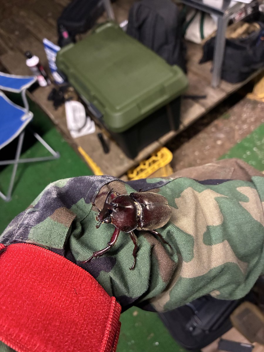 FactryD's tweet photo. 夜戦サバゲやってたら、カブトムシ飛んできた！ https://t.co/dBN6st6ZBI