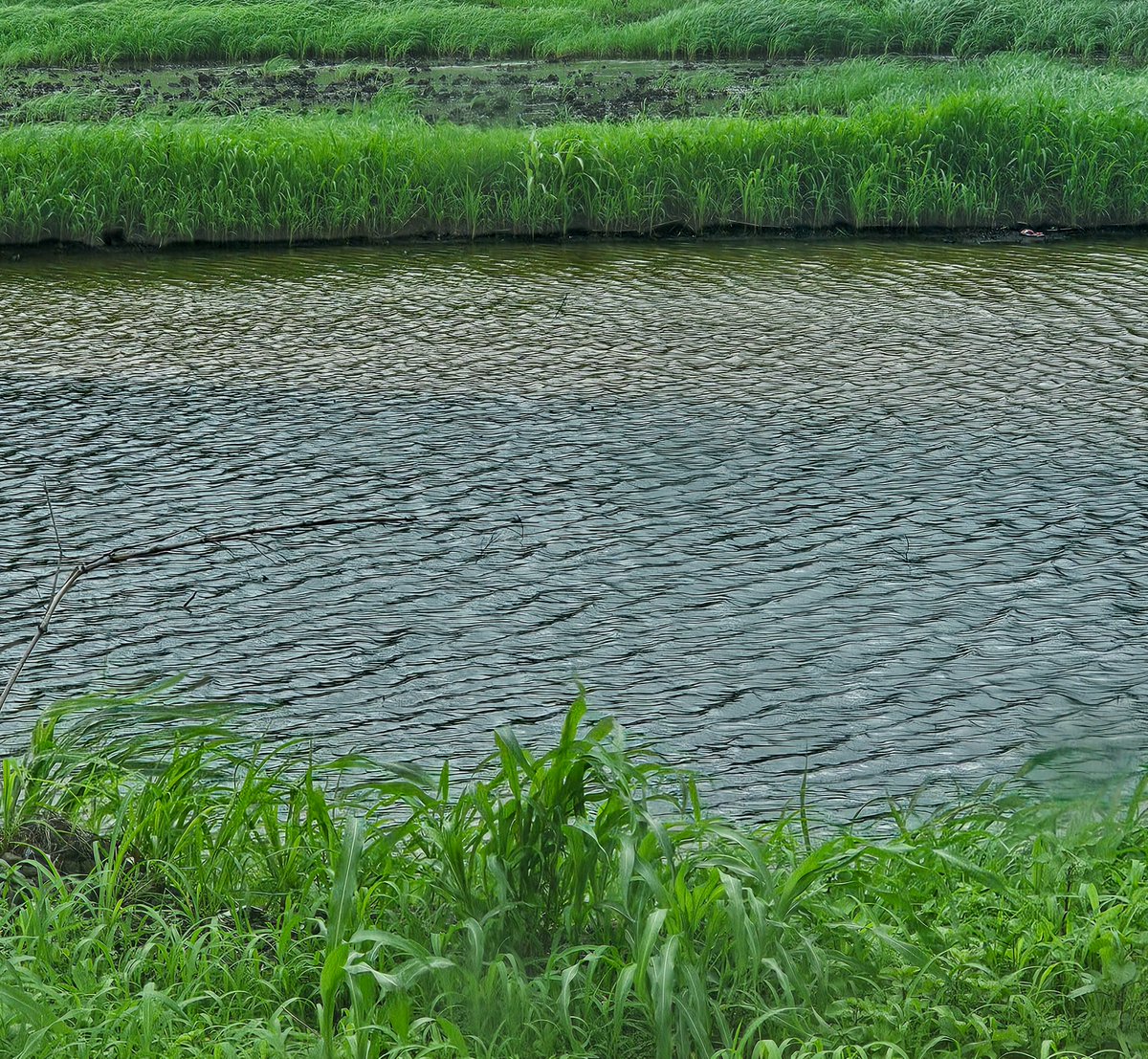 OmkarsClicks's tweet photo. Ripples - one of the most mesmerizing patterns nature has ever created 

#theme_pic_India_patterns 
#theme_pic_India_nature https://t.co/0ueajJv6jt