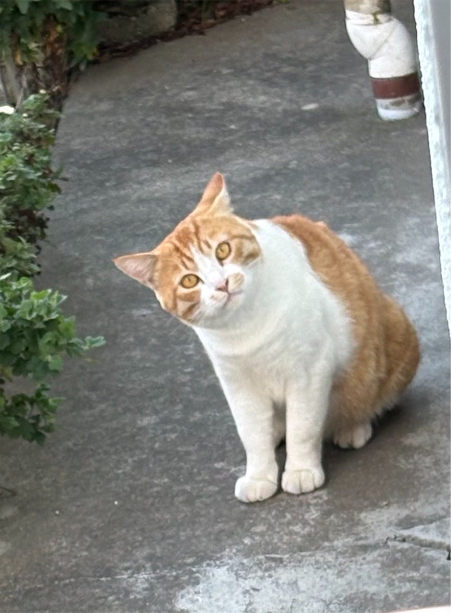 mo2hatsukune's tweet photo. 野良猫もどうかしあわせに。 #世界猫の日 https://t.co/L9iW7fHJE1