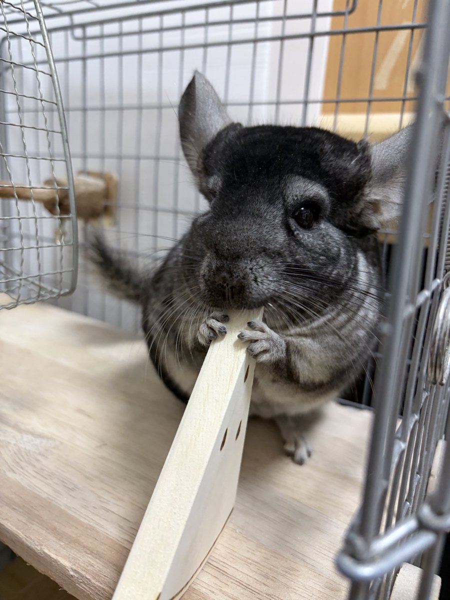 chinchilla_java's tweet photo. 夏になる前に購入したスイカの形のかじり木！
かなり夏っぽくなってきたので2匹にプレゼント🍉 https://t.co/bCtmyUNw7T