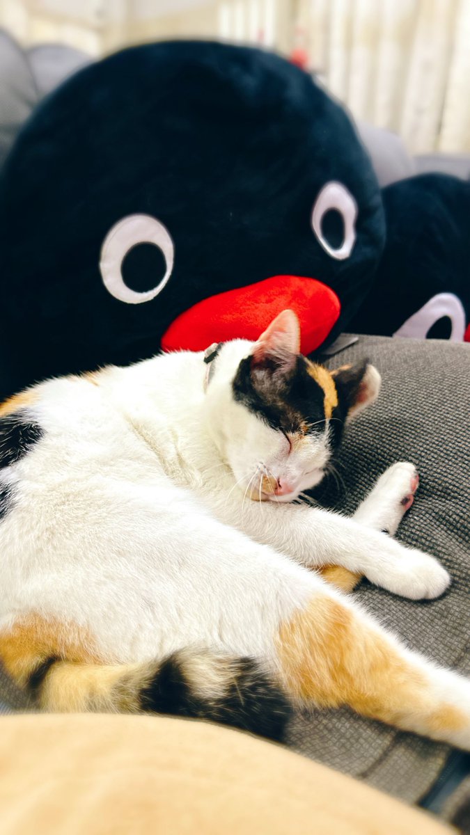 TheLemonTea's tweet photo. #InternationalCatDay
#世界の猫の日

実家の🐈
大好きだ〜💕 https://t.co/NYqZ08Js64