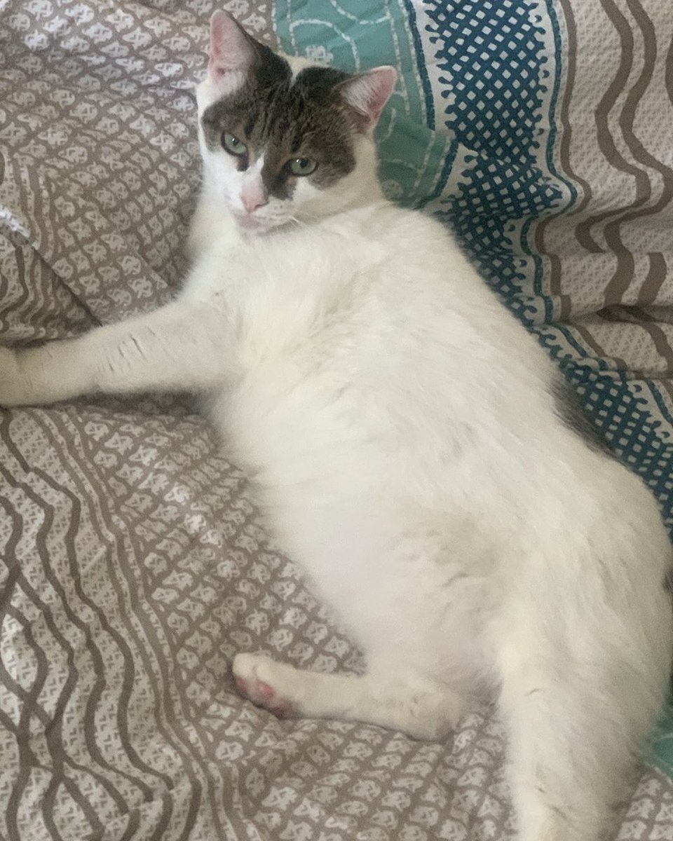 thatdemonicone's tweet photo. Some Caturday Muffin as people just can’t get enough of her! 🐈😻
#cats #muffin #caturday #cute #adorable https://t.co/WWNy5UPslH