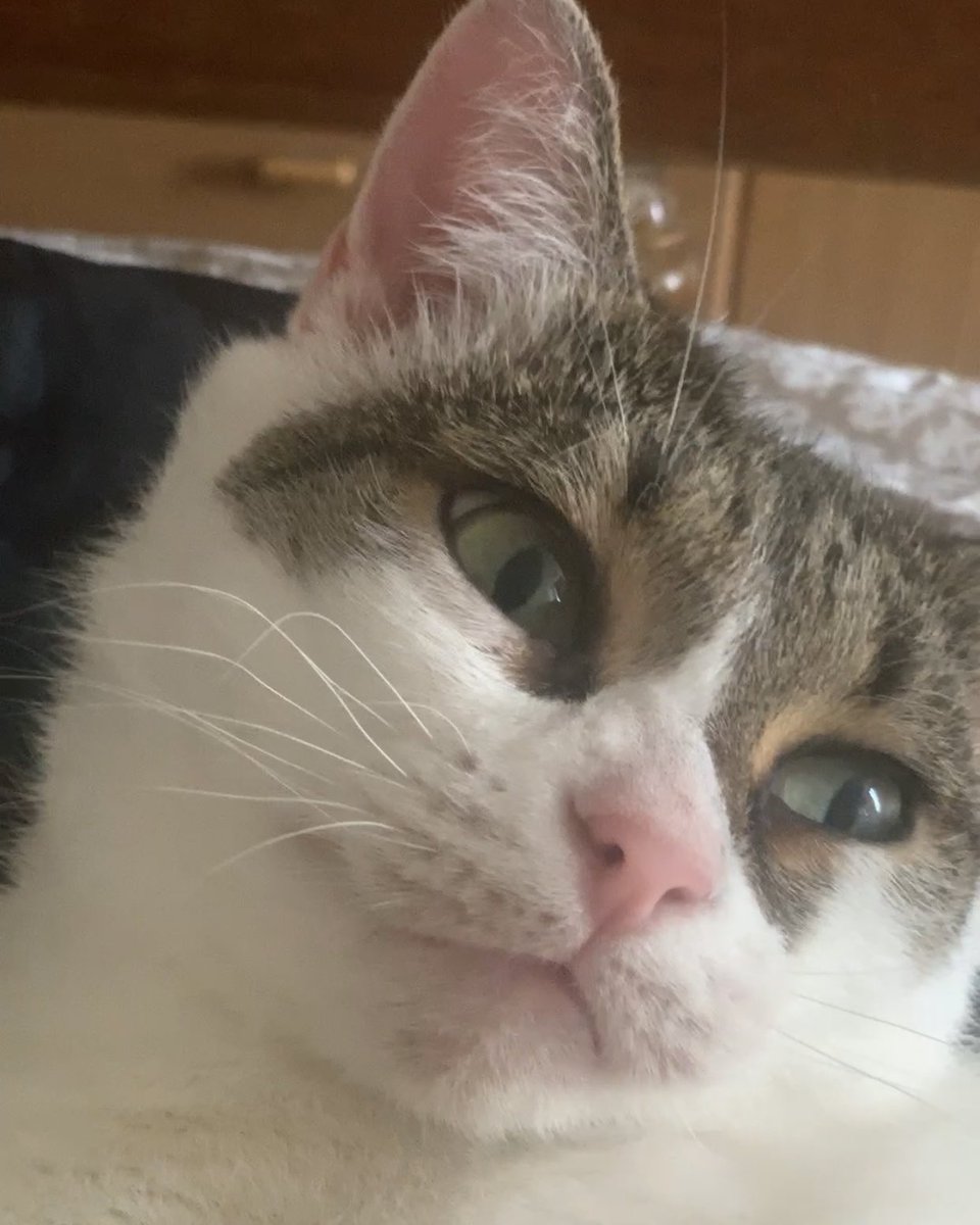 thatdemonicone's tweet photo. Some Caturday Muffin as people just can’t get enough of her! 🐈😻
#cats #muffin #caturday #cute #adorable https://t.co/WWNy5UPslH