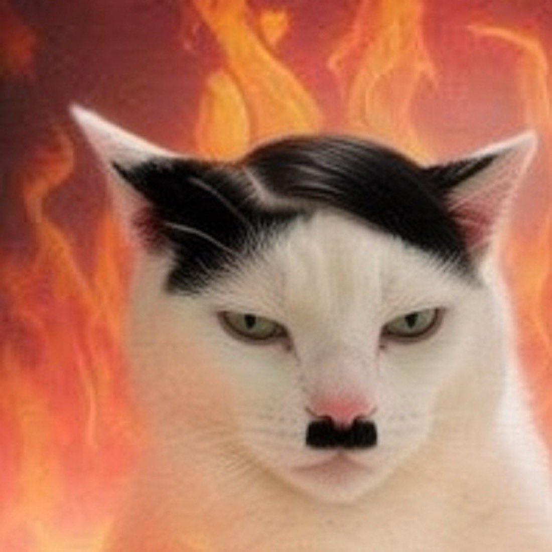 RacistAnimals01's tweet photo. He was actually just a cat….. https://t.co/8ZO6rqZqce