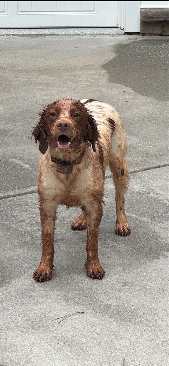 JulieBeck58's tweet photo. @dog_rates This is Kimber. She wants you to know that she thinks she found a chipmunk! https://t.co/3Fz0hNRbVh