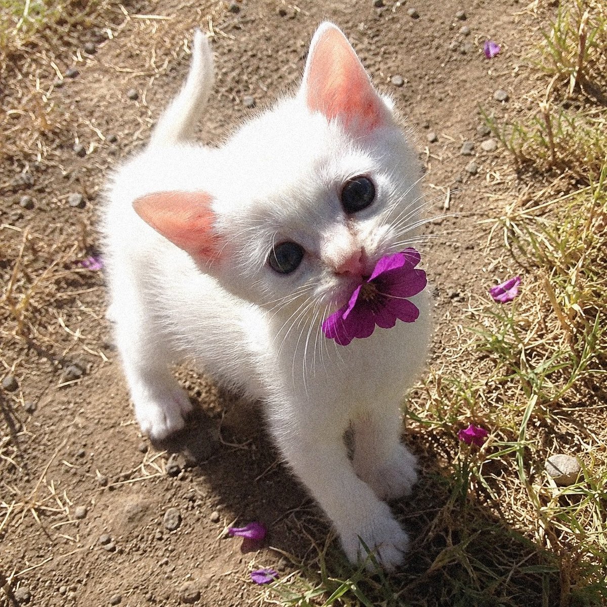 Catsillyness's tweet photo. A gift for you https://t.co/JS2FLaHoMK