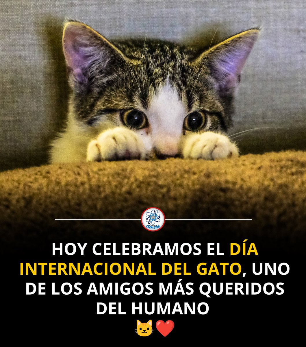EnsedeCiencia's tweet photo. Hoy celebramos el Día Internacional del Gato, una fecha dedicada a esos pequeños felinos que llenan nuestros hogares de compañía, curiosidad y momentos inolvidables. 🐱❤️ https://t.co/KUkoviKVUU