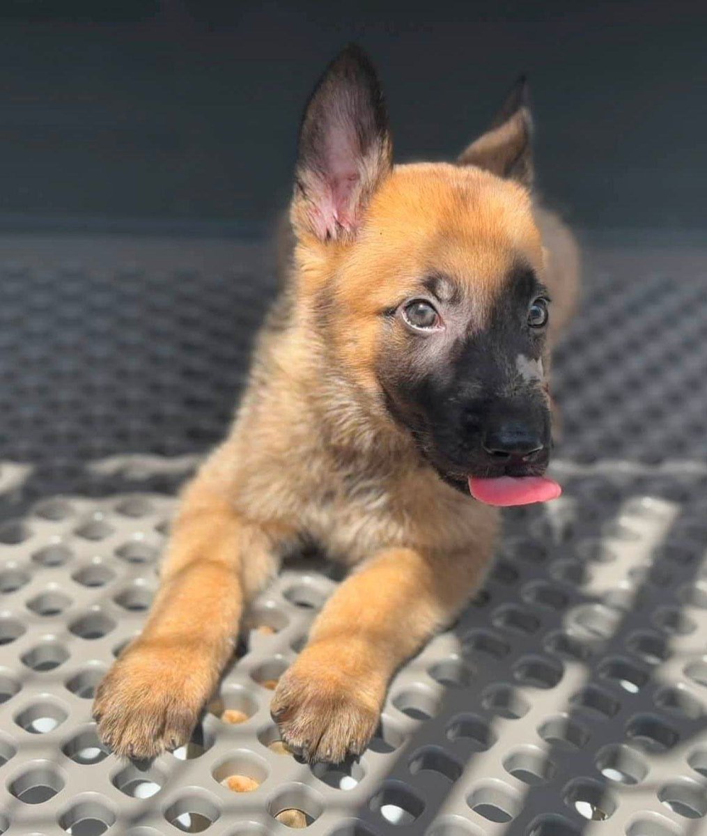 luv2laugh12's tweet photo. OMG, this adorable 9 week old Malinois puppy is set to be 💉today because he has a cut near his nose! 😨
He is at San Bernardino City Animal Shelter in CA if anyone can save him before 2 p.m.! 🙏

ID: #A596454
*A volunteer named him Sebastian for networking purposes but this is not his shelter name. Please use his ID.