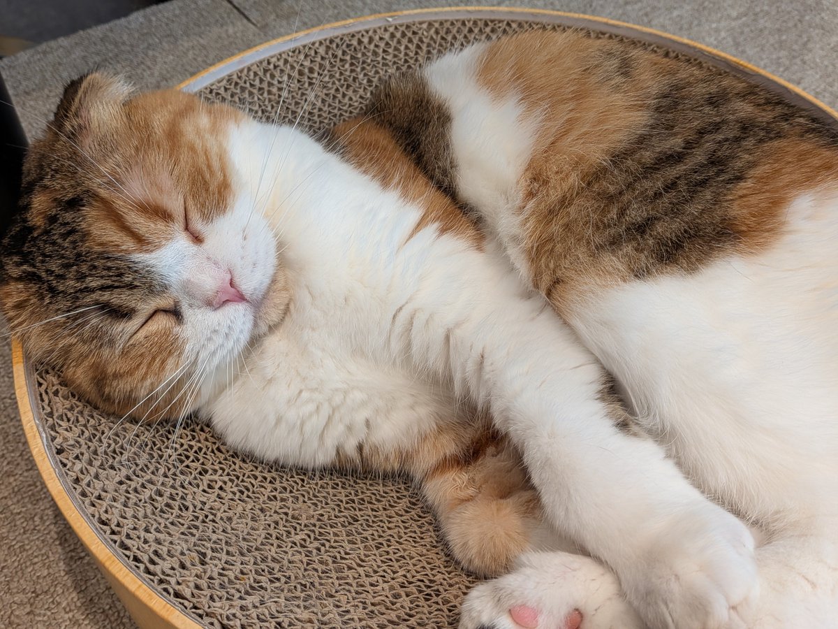 yaong_34's tweet photo. 本日も出来ました😸

今日は猫カフェに！
ふわふわで人懐っこくて可愛かったです！

#韓国語
#英語
#vana18 https://t.co/BmdPOyFu0o