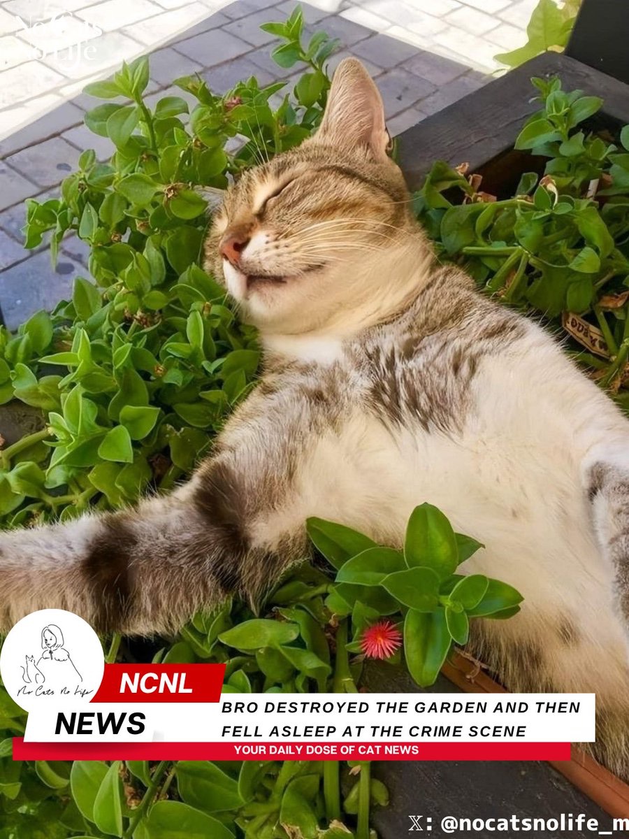 NoCatsNoLife_m's tweet photo. Breaking🚨 Cat destroys planter, then falls asleep at the scene https://t.co/qecJwvgBpX