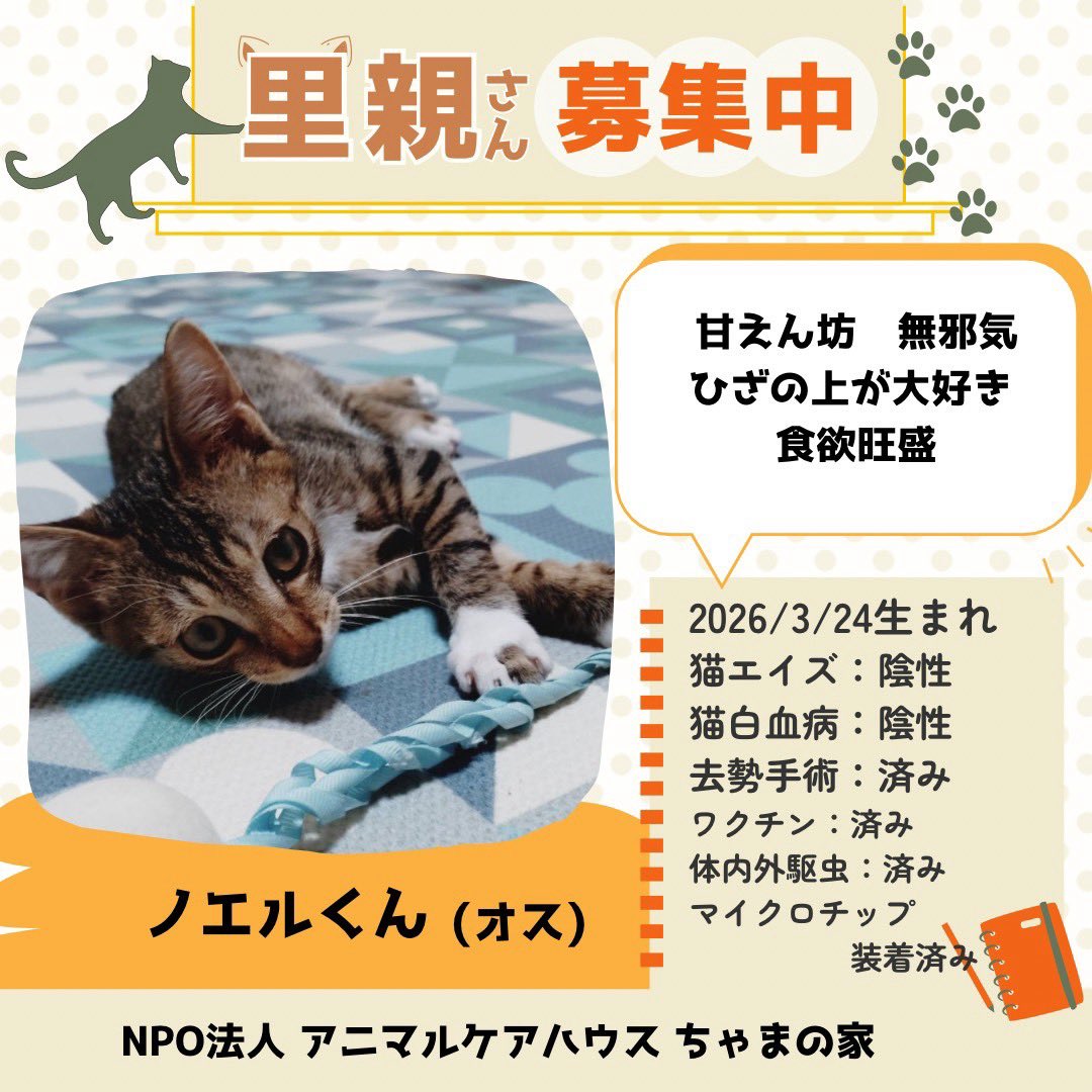 rin_hato's tweet photo. 参加ニャンズその2
会いに来てくださるだけでも大歓迎です🐱✨お待ちしております🐱✨ #キッチンカー もありますよ #たこ焼き #保護猫 #讓渡会 #利根町 #我孫子市 #印西市 #龍ケ崎市 #取手市守谷市 https://t.co/IZQKrFcnJA