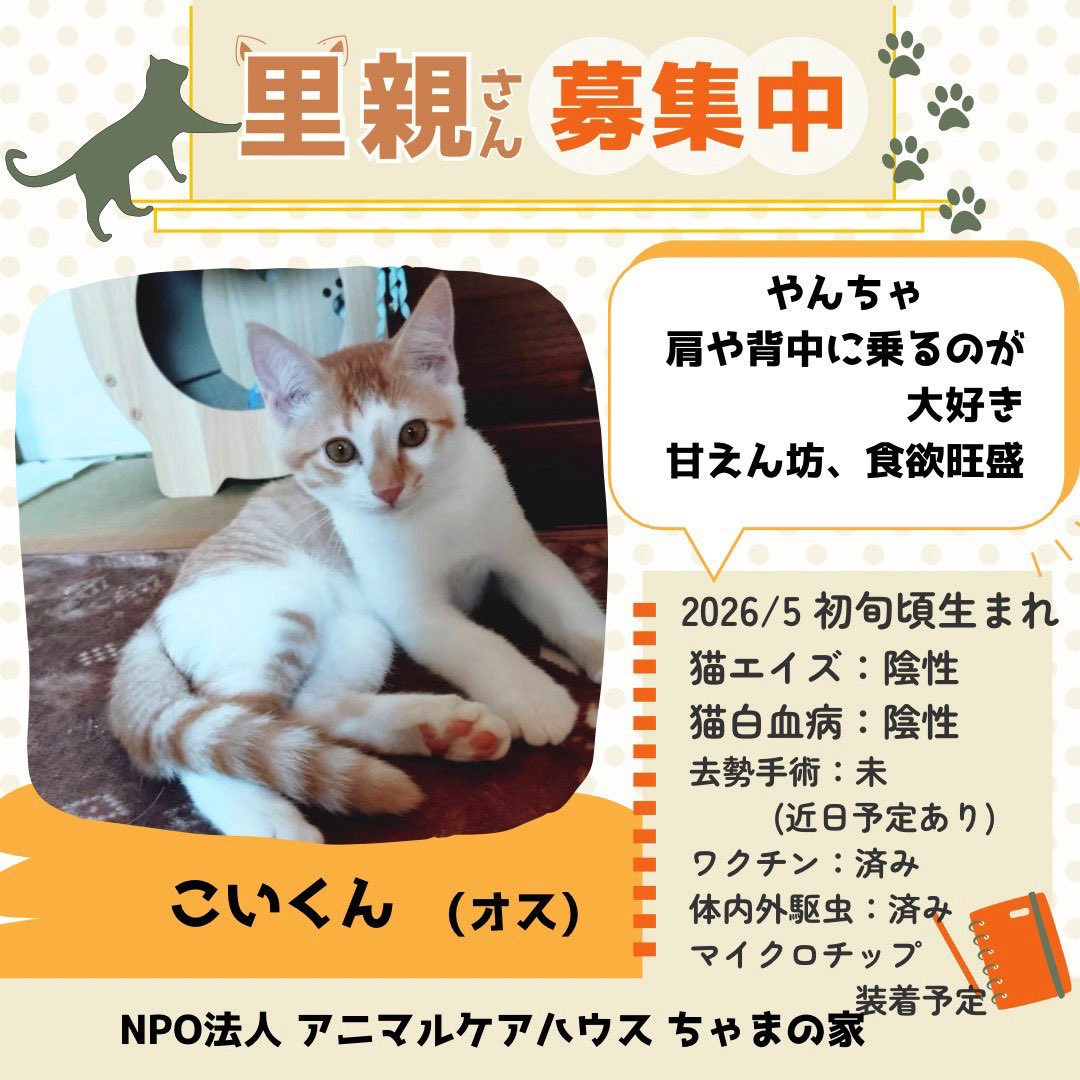 rin_hato's tweet photo. 参加ニャンズその2
会いに来てくださるだけでも大歓迎です🐱✨お待ちしております🐱✨ #キッチンカー もありますよ #たこ焼き #保護猫 #讓渡会 #利根町 #我孫子市 #印西市 #龍ケ崎市 #取手市守谷市 https://t.co/IZQKrFcnJA