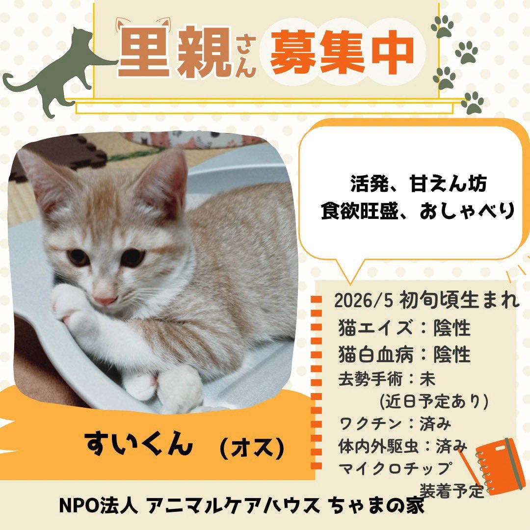 rin_hato's tweet photo. 参加ニャンズその2
会いに来てくださるだけでも大歓迎です🐱✨お待ちしております🐱✨ #キッチンカー もありますよ #たこ焼き #保護猫 #讓渡会 #利根町 #我孫子市 #印西市 #龍ケ崎市 #取手市守谷市 https://t.co/IZQKrFcnJA