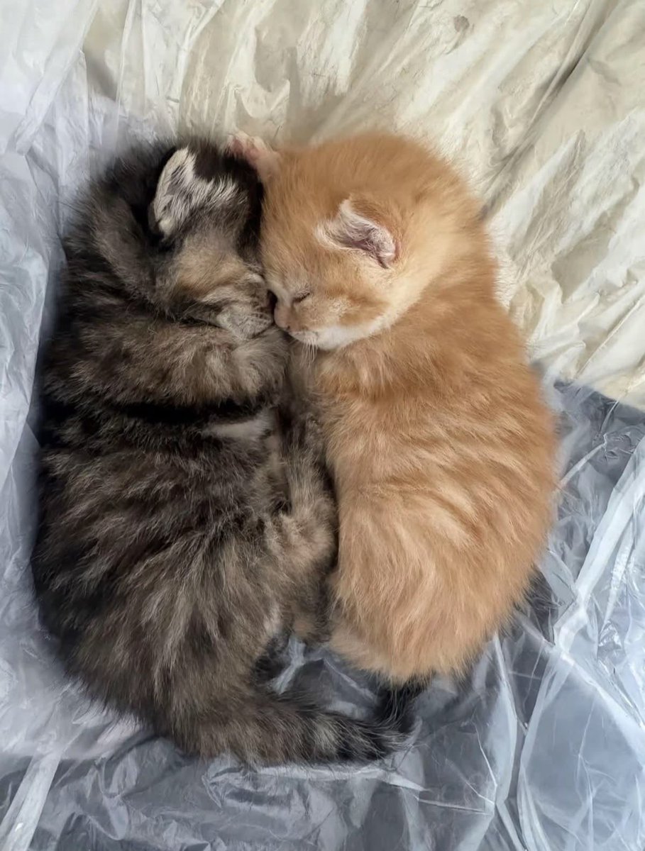iammommyyeontan's tweet photo. แมวดำแมวส้มเป็นของคู่กัน ㅠㅠ 🐈‍⬛🐈 https://t.co/v2NWGkTvn2