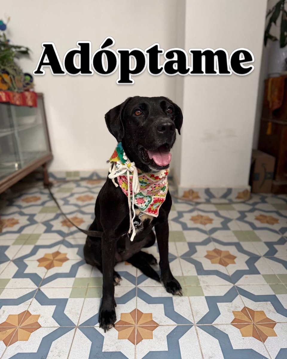 HELA_MORE's tweet photo. Ella es Dakota y lleva 2 años esperando que alguien la elija. 🖤

Durante todo este tiempo ha visto irse a muchos perritos, mientras ella sigue esperando su oportunidad.

Aunque no lo parezca, Dakota tiene todo “en contra” para ser adoptada pronto: es negrita, de talla grande y un poco tímida. Los perritos como ella casi nunca son los primeros en encontrar una familia. 💔

Pero creemos que allá afuera existe alguien que sabrá ver lo maravillosa que es.

Dakota solo necesita un poco de paciencia y mucho amor para demostrar el enorme corazón que tiene.

Tiene 4 años, es de talla grande y cuenta con protocolo completo.

📍 Estamos en CDMX.

¿Le das la oportunidad de conocer, por fin, lo que significa tener un hogar? 🐾🏡

Adoptar a Dakota es cambiarle la vida.