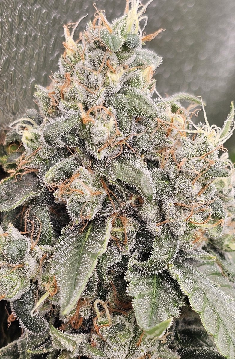 SanctuarySeedX's tweet photo. Legend Orange Apricot bx version 2 at day 61 https://t.co/KwsaTjG9r1