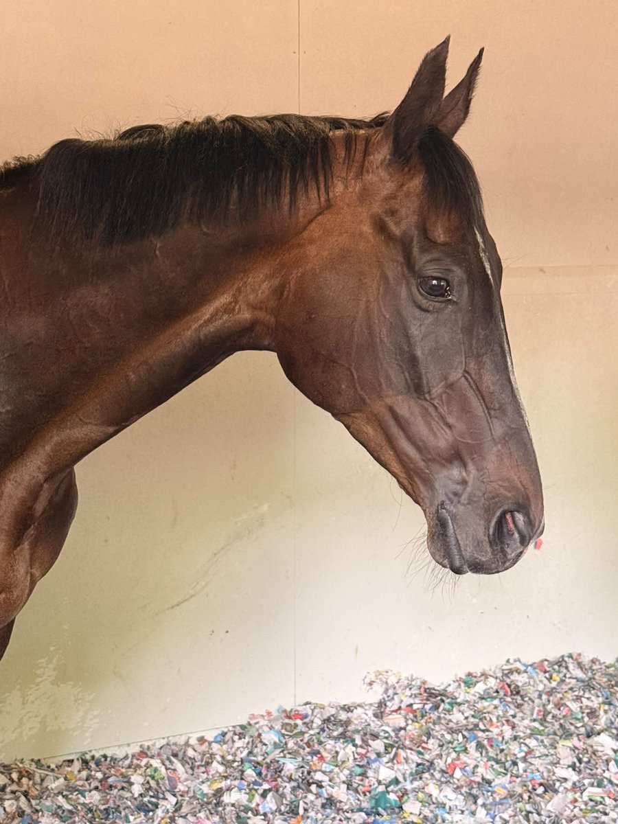 JimGoldieRacing's tweet photo. Mountain Road ran a cracking 3rd in @Ascot’s Shergar Cup Stayers Race under the excellent @YutakaTake_Yell !
Here’s ’Monkey’ having a wee recharge before the journey back to Scotland! https://t.co/BS7M8rDhs3