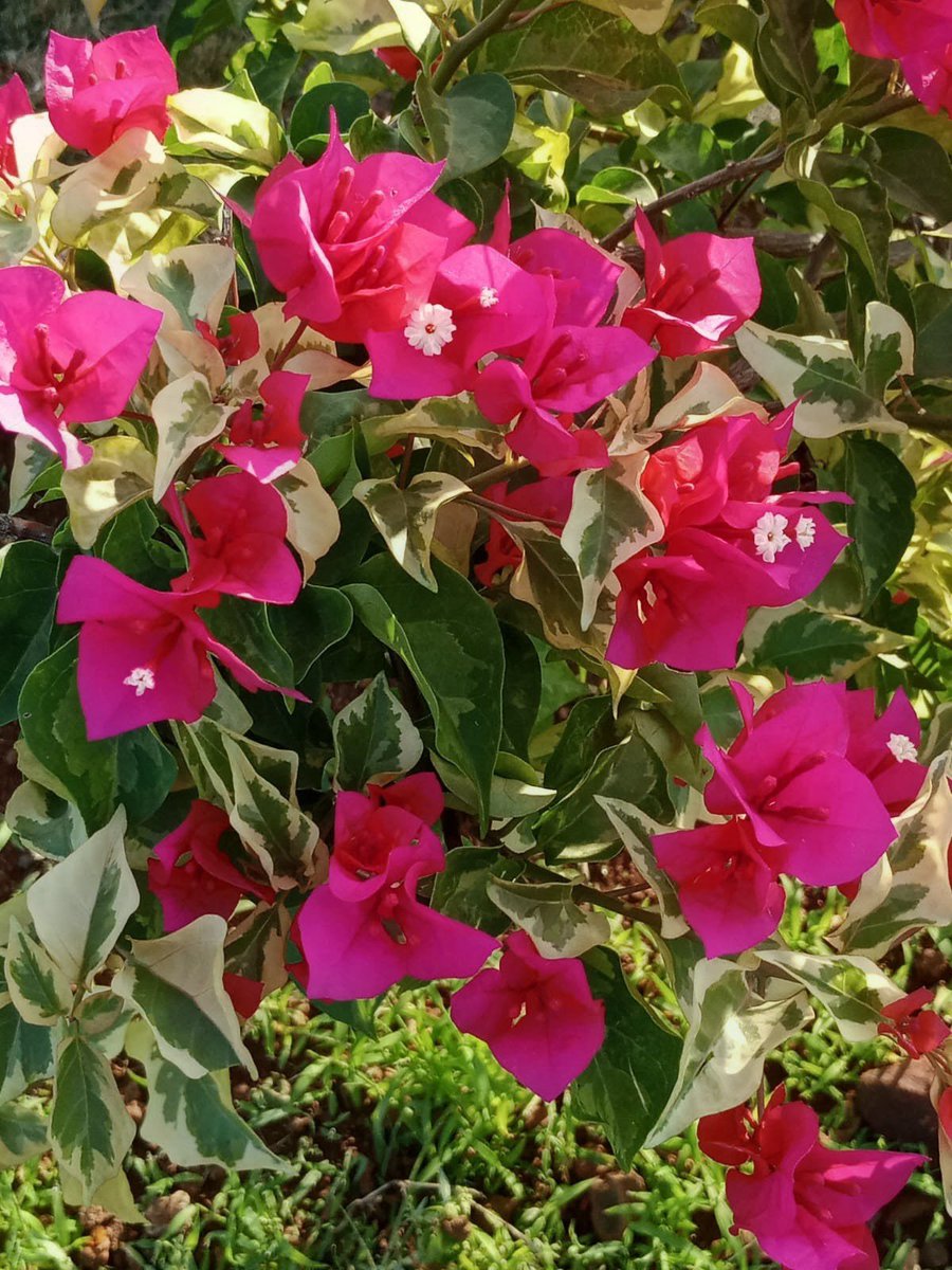 inthe_present's tweet photo. Enjoy a beautiful day. #EnjoyYourViews
🫶☀️♥️ https://t.co/H82n0Zcr4G