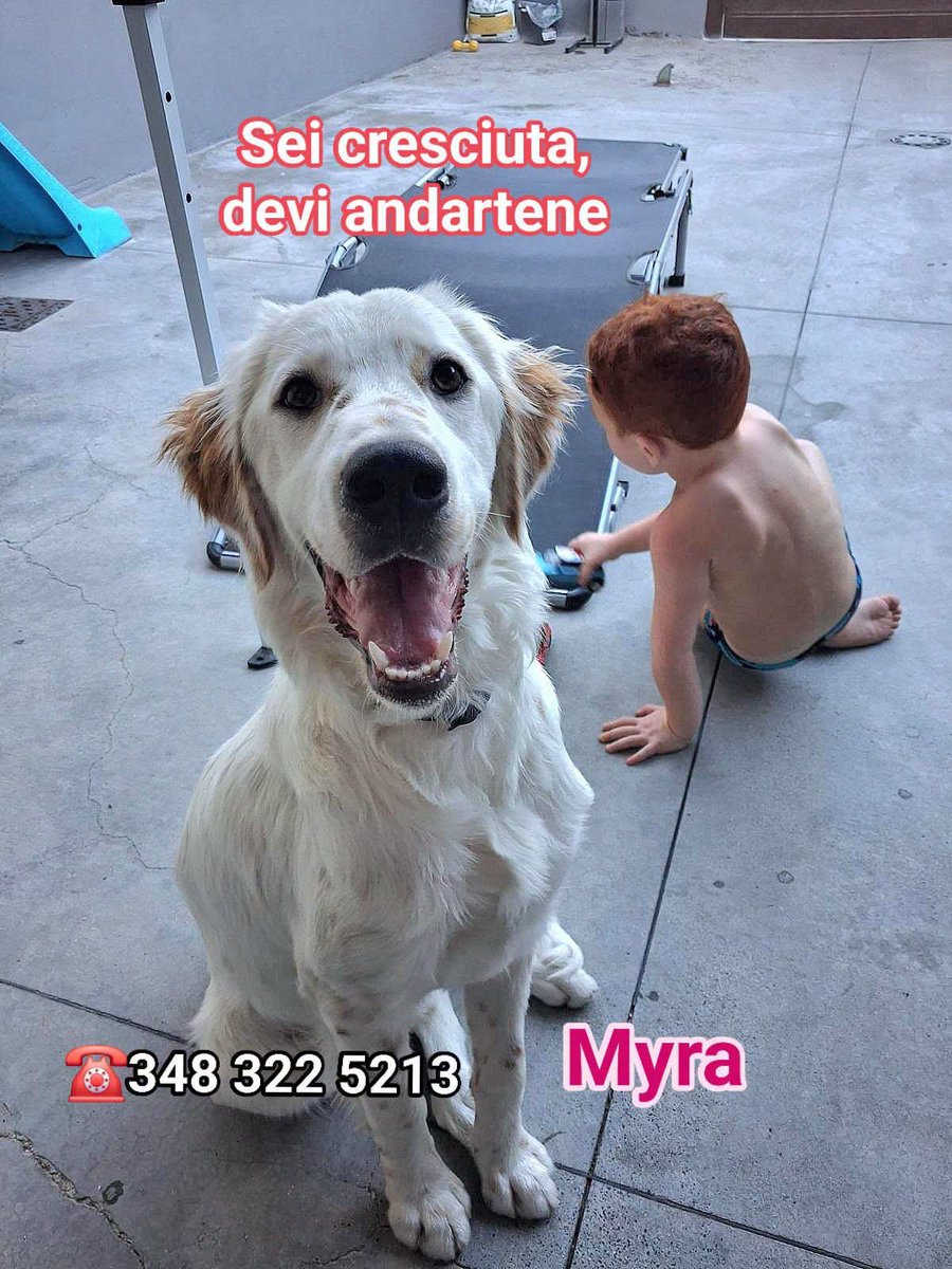 GretaFanti's tweet photo. Adottata, oggi la vogliono cedere. Myra 8 mesi per loro è cresciuta troppo.Un trauma enorme per lei e per il bambino di casa che la ama. Un cane è famiglia, non un pacco postale! 🐾Cerca adozione super al Centro-Nordℹ️ Per adozione WhatsApp: 3483225213
#adozionicani #setter https://t.co/SSyo3pT7fI
