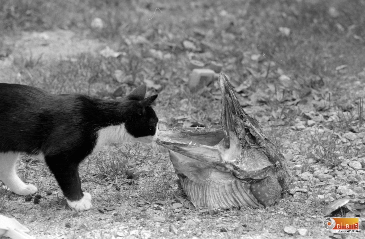 YannRobichon's tweet photo. Happy #Caturday!
#Cat #Catlife #CatLovers #Cats #Chat #Chats #DíaInternacionalDelGato #Funnycats #Γάτα #Gato #Gatto #Hauskatze #InternationalCatDay #JournéeInternationaleDuChat #Kat #Katze #Kedi #Kissa #Kitten #Кошка #Kot #Kunst #Photo #Photographie #Photography #LoveCats #Pisică https://t.co/LneRuvpzsP