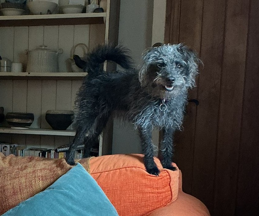 millypod1's tweet photo. MYRTLE HOME SAFE. THANKS FOR RT's ๐๐๐พ
๐6 AUG 2026 #Lost Myrtle #ScanMe
Patterdale Cross Female
St. Andrews Street #Millbrook #Torpoint #PL10 #Cornwall
Has been seen up at the school and around the lake https://t.co/boqsAbxGkx https://t.co/Mj9z3F3QgD
