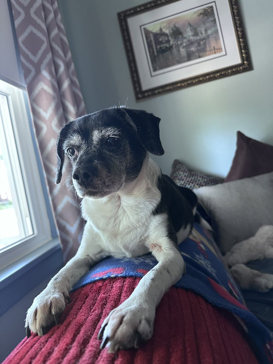 Snake9911Snake's tweet photo. Welp my pawrents really messed up this time. We got in the car went to the park to see our deer friends, and they forgot our leashes! #XDogs #DogsOfTwitter https://t.co/fhXaP9LR6F