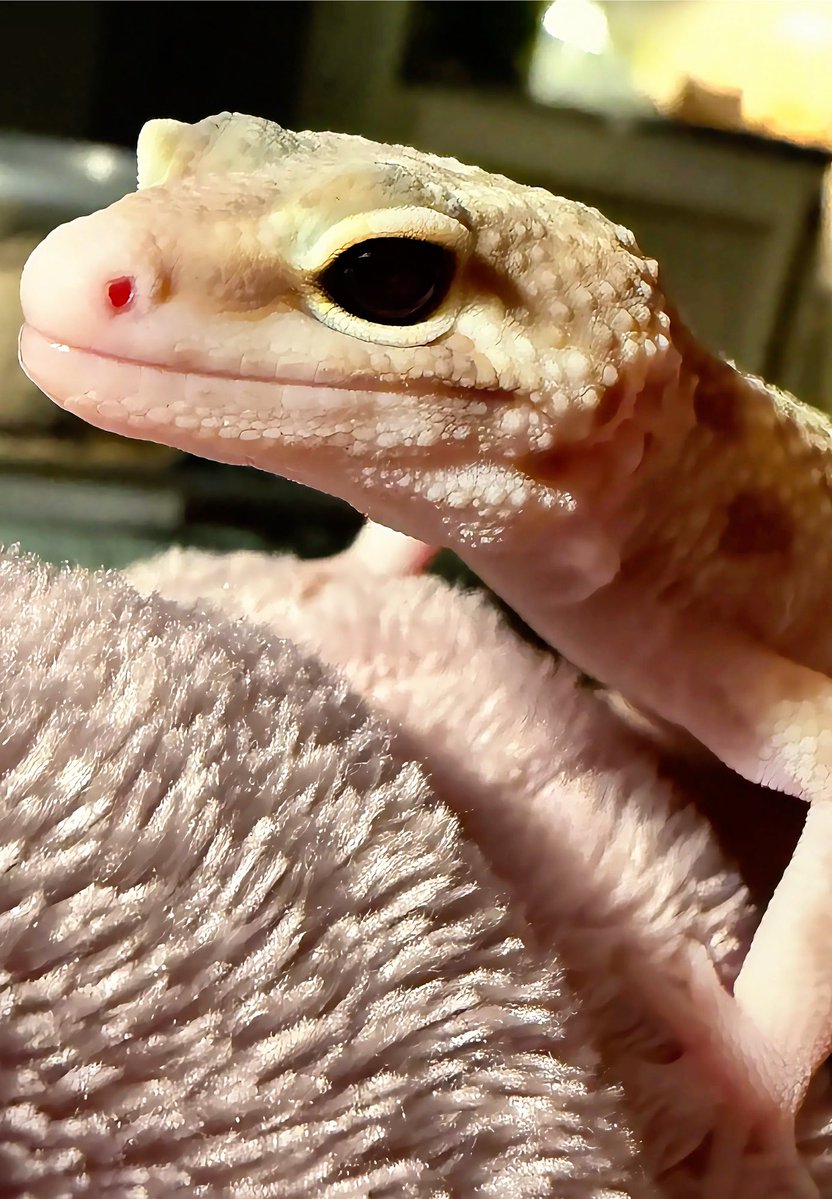 ChaosByDahlia's tweet photo. SHOW ME YOUR PETS! bonus points if they look mildly judgmental.
This is one of my little dinosaurs 🦖
#ReptilesOfX #PetTwitter #LeopardGecko #ExoticPets https://t.co/S1ApoatCcW