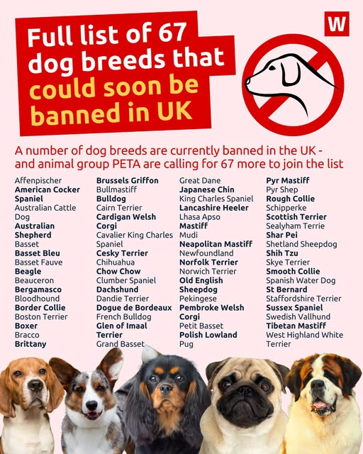 Alexandr4Denman's tweet photo. They are trying to stop us having dogs now! These are dog breed that are going to be banned from our country and there is absolutely no reason on earth that they should be ! This comes as an addition to dogs already banned ARE YOU GOING TO LET THIS HAPPEN?? Thoughts? https://t.co/PjOd75GiC8