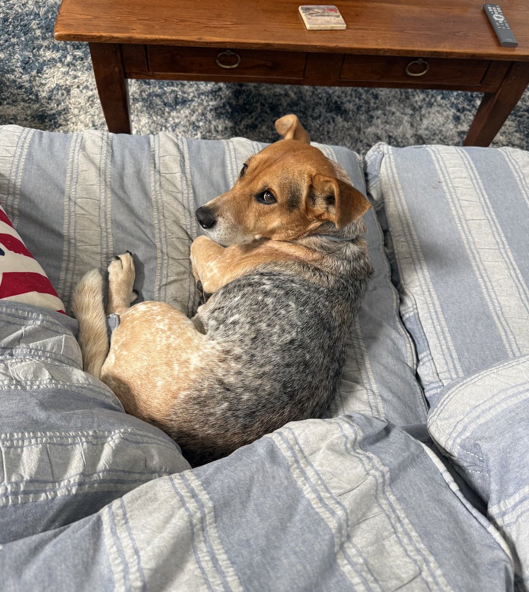svershbow's tweet photo. he loves his vacation couch so much https://t.co/SGitfGlYEF