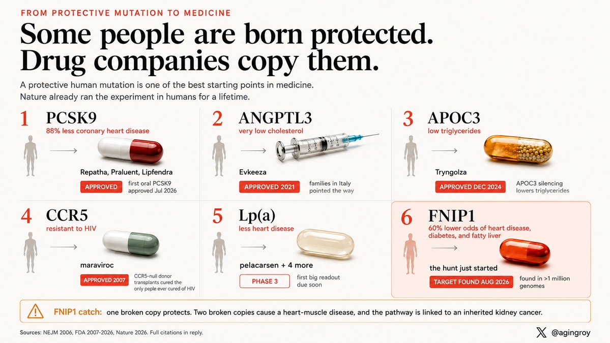 agingroy's tweet photo. Some people are born with a faulty gene that protects them from disease. Drug companies find those people, figure out what the broken gene does, and build a drug that copies it. It is the most reliable way to invent a medicine, because the experiment already ran in humans for a lifetime.

1. PCSK9. In 2006, researchers found that people born with this gene disabled had 88% less coronary heart disease. That discovery led to the injectable cholesterol drugs Repatha and Praluent, and three weeks ago, the first PCSK9 pill.

2. ANGPTL3. Families in Italy with this gene broken had very low cholesterol and clean arteries. The copy is Evkeeza, approved in 2021 for severe inherited high cholesterol.

3. APOC3. Broken copies mean very low triglycerides and less heart disease. The copy, Tryngolza, was approved in December 2024.

4. CCR5. About 1% of Europeans carry two broken copies and are essentially resistant to HIV, because the virus uses that protein as its door into cells. The copy is the drug maraviroc, and the only people ever cured of HIV got transplants from those donors.

5. Lp(a). People born with low levels of this particle get less heart disease. Five drugs copying that state are in late trials; the first big readout is due any week now.

6. FNIP1. Found on Tuesday, in a million genomes. One broken copy, 60% lower odds of heart disease, diabetes, and fatty liver. The hunt for the copy has just started, with a catch: the pathway it works through, when fully broken, causes a kidney cancer.

One gene taught us to lower cholesterol. Another taught us to block HIV. The next lesson was published this week.