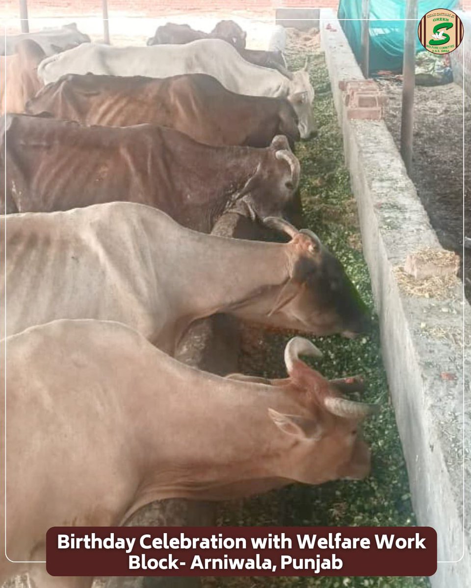 GreenSwelfares's tweet photo. Celebrations become truly special when they bring goodness to others. 

Volunteers marked their birthdays with meaningful welfare activities—feeding cows and planting saplings, turning a personal celebration into a beautiful gift for animals and nature. 

#BirthdayWithPurpose #PlantTrees #AnimalCare #HumanityFirst