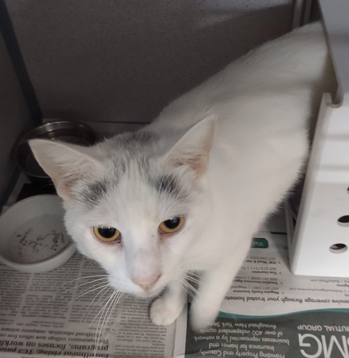This gal was found on the 2200 block of N Triphammer Road in