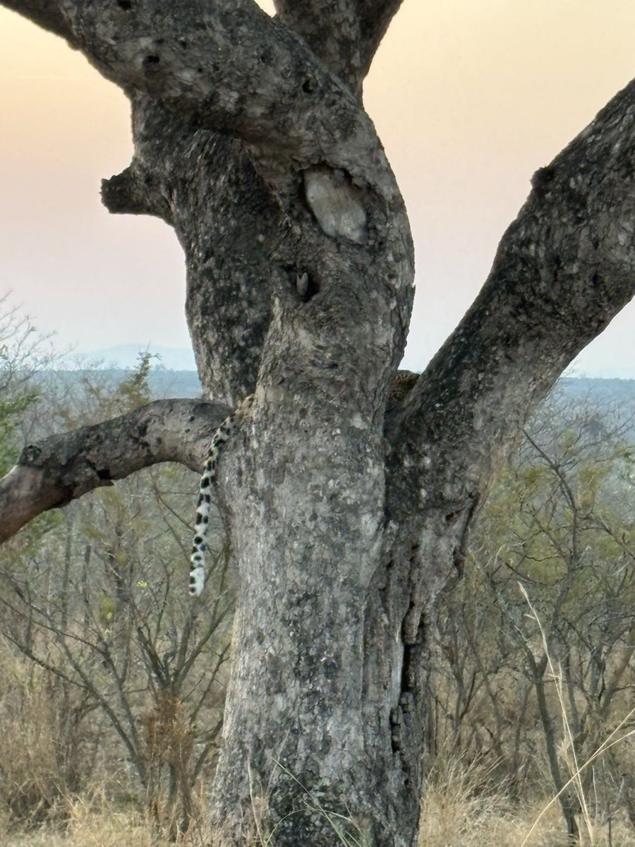 LatestKruger's tweet photo. 5:25pm
1 Leopard in a tree
H1-1, 2.2km E of Shitlhave dam
Near Pretoriuskop
2/5
Tinged by Barrieson4wheels https://t.co/Z7vaLDNRCU