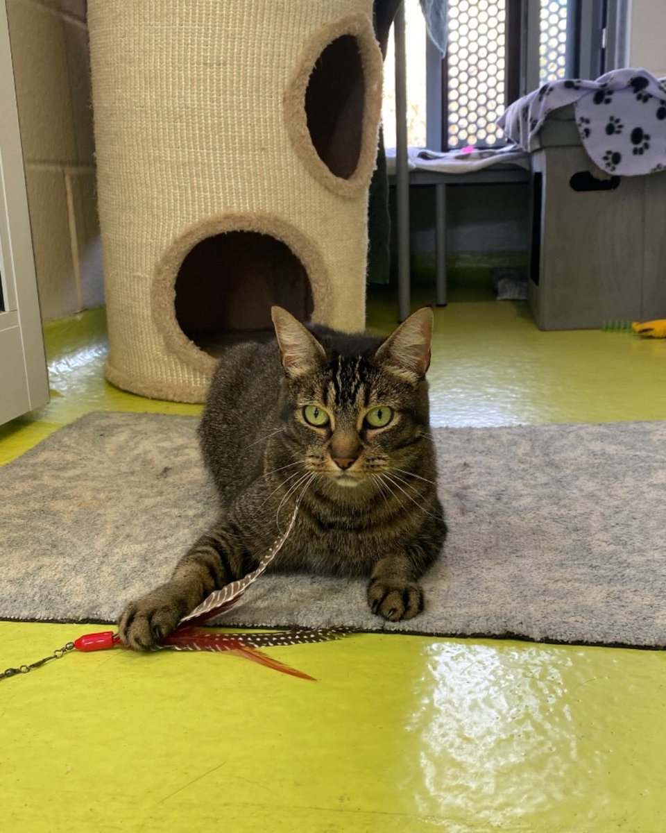 cotsdogscats's tweet photo. Bear's Cat-urday checklist:
✔️ Catch feather
✔️ Look adorable
✔️ Steal everyone's heart 💚🐾
#CotsDogsCats #CatLovers #PetChecklist #AdorablePets #CatLife #PetLove https://t.co/FqAtMyBlN7