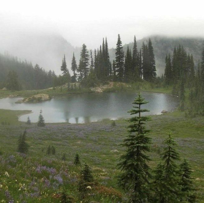 seraphicxc's tweet photo. Something about the dark forest feels like home to my soul https://t.co/3qAY9ROAz8