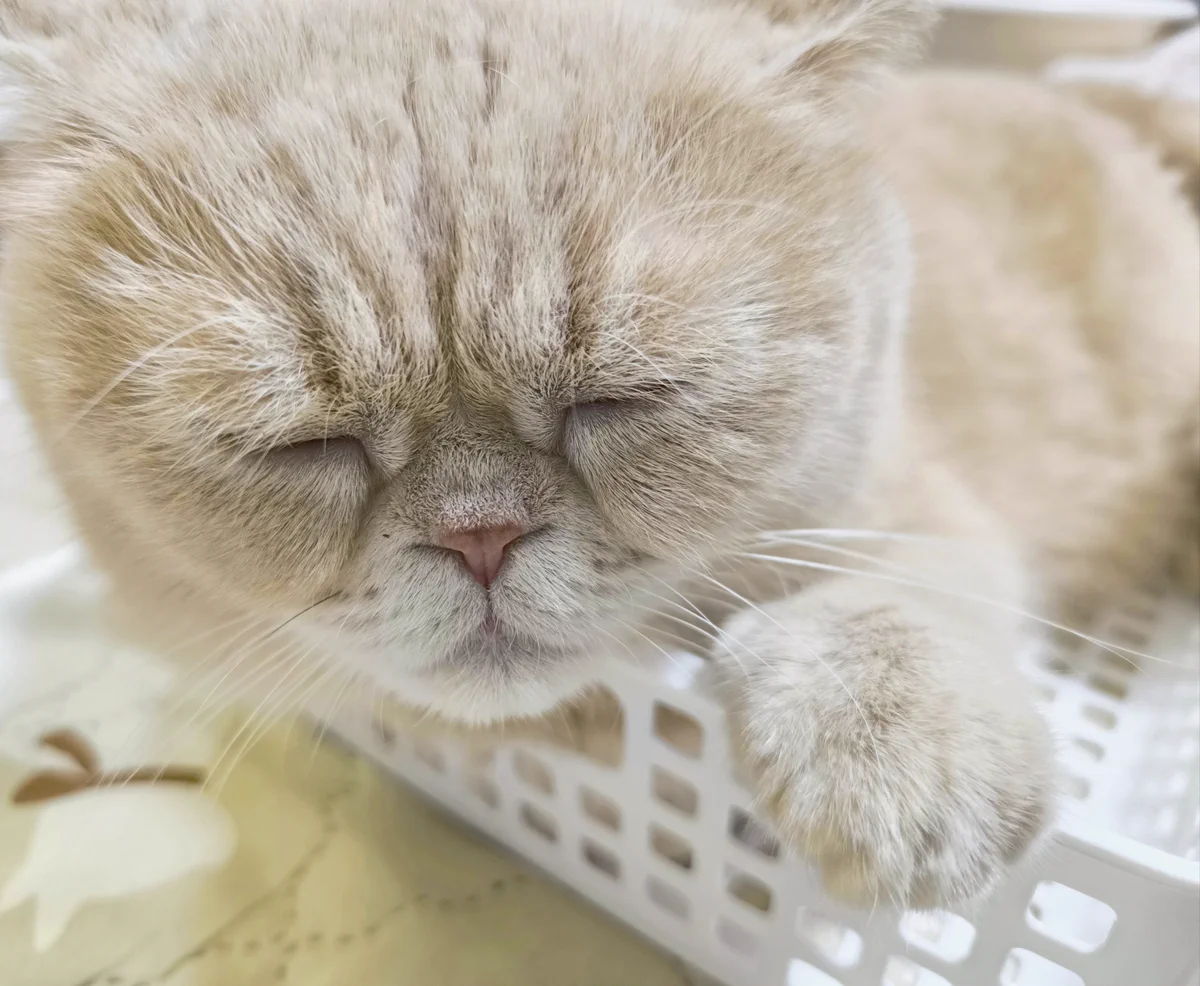 ♬猫さま専用ページ X-এ まおまお: 
