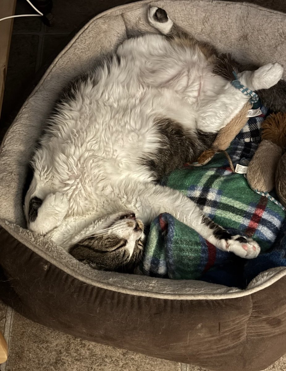 singin72's tweet photo. #InternationalCatDay 

📸: @karlasu2 https://t.co/JqBjSF35N3