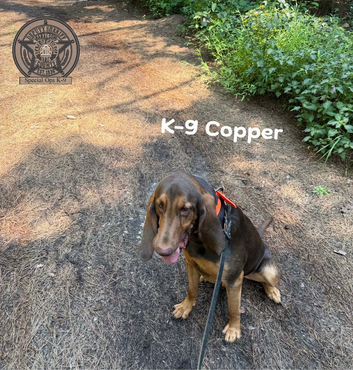 HCSOK9Division's tweet photo. K-9 Copper may be a little camera shy sometimes, but he still wanted to hop on your feed to say hello☺️🫣👋

#K9Copper🐾
#Saturday
#CameraShy
#BloodhoundK9
#HappySaturday
#WorkingPup
#SpecialOpsK9
#HCSOK9Division
#HCSO https://t.co/ZfKed76W4L