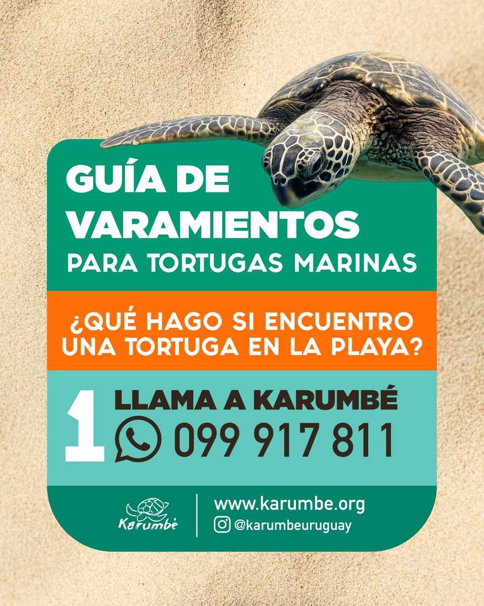 karumbeuy's tweet photo. Guía de Varamientos para Tortugas Marinas. Uruguay Gracias a la diseñadora Yesi Sánchez por su trabajo para apoyar a las tortugas. Parte 2 https://t.co/wUaYFcMmKp